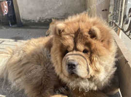 2 chow chows 1 boy i girl