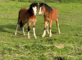 Welsh sec a matching colts