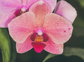 Traditional Thai Massage with 10+ Years Experience