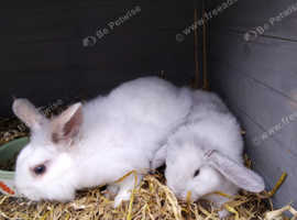 FINAL REDUCTION. Approx 5 mnth old White lionhead £25