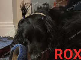 Looking for a Gordon Setter Stud dog