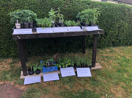 Healthy Tomato , peppers plants etc