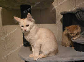 Adorable Maine coons kittens