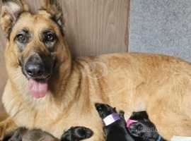 5 beautiful puppies for a good home.
