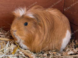 Male and female guinea pigs