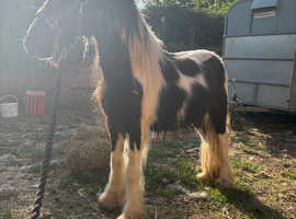 Dave rising 2 gelding cob