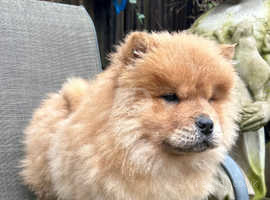 Teacup chow chow puppies best sale for sale