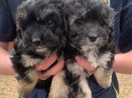 2 female cavapoochons