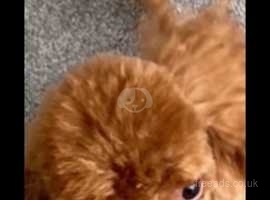 Beautiful Toy poodle puppies