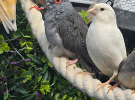 Diamond Doves - Male x 2