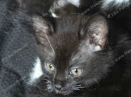 Beautiful kittens