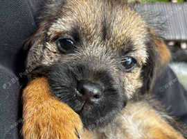 Border terrier