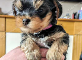 Yorkie puppies