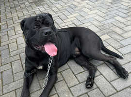 ** CANE CORSO FOR STUD **