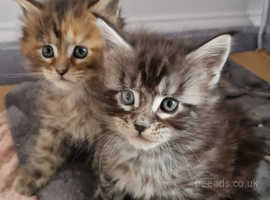 Beautiful Full Maine Coon Kittens