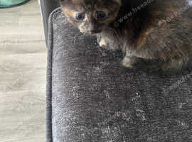 Cute little female kitten