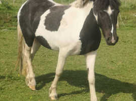 Beautiful coloured mare