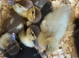 Muscovy ducklings