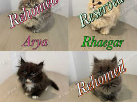 Minuet Persian Munchkins - Tiny legged rughuggers