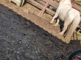 Shetland pony