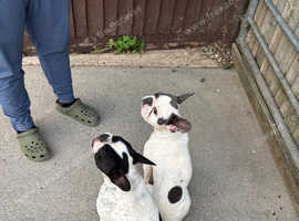Girl and boy bostons looking for new home