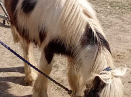 stepping cob colt