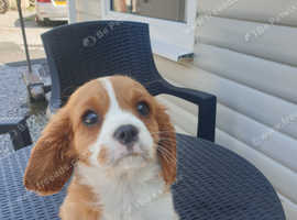 2 beautiful king Charles cavaliars