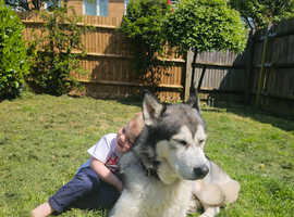 Giant Breed Male Husky For Stud