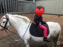 Wanted for loan - child's safe pony