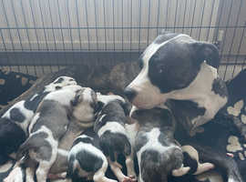 8 Beautiful American bulldog puppies £750