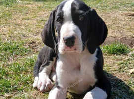 Pedigree KC Registered Great Dane puppies for sale