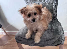 Pomperpoos puppy