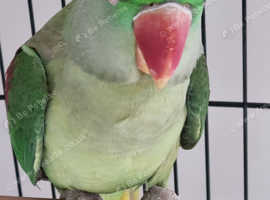 ALEXANDRINE PARROT
