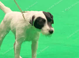 2.5 yr female Parson