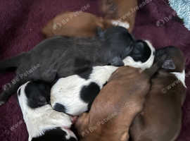 Pure Shih tzus puppies