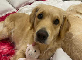 Golden and Labrador