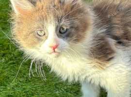 2 mainecoon kittens ready now