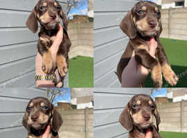 Micro mini dachshund sales puppies for sale