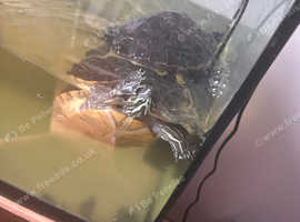 Re homing my two terrapins
