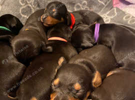 Miniature dachshund puppies