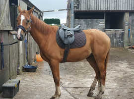 Arab Gelding for part loan
