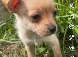 Chihuahua x Shih Tzu puppies!!