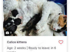 Laperm cross kittens