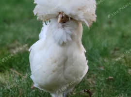 Polish hens