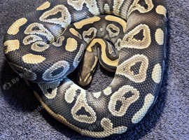Female phantom het clown royal python