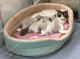 GCCF GRAND CHAMPION BLOODLINE RAGDOLLS