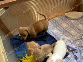 Miniature Jack Russell puppies