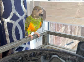 12 month old Senegal Parrot