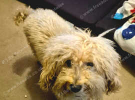 Cooper