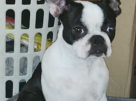 Beautiful Boston Terrier to rehome